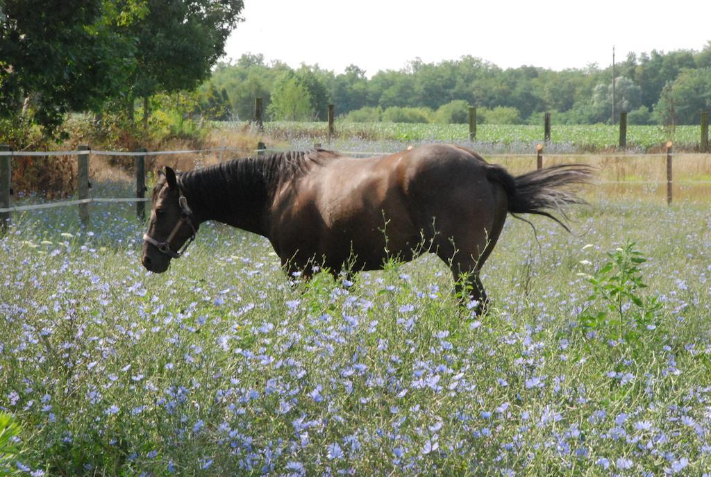 Agriturismo Fano'S Farm Suno エクステリア 写真